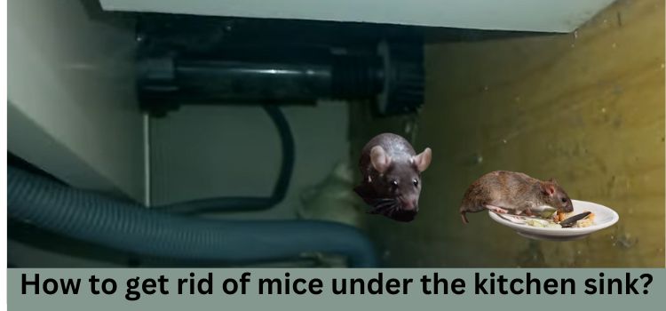 How to get rid of mice under the kitchen sink