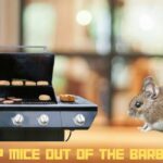 How to keep mice out of the barbecue grill